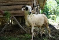 Aqiqah Bandung Paket Masakan Premium