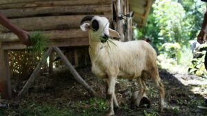 Aqiqah Bandung Paket Masakan Premium