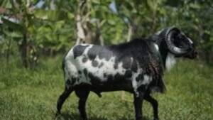 Aqiqah Bandung Baleendah Al Hilal Terdekat