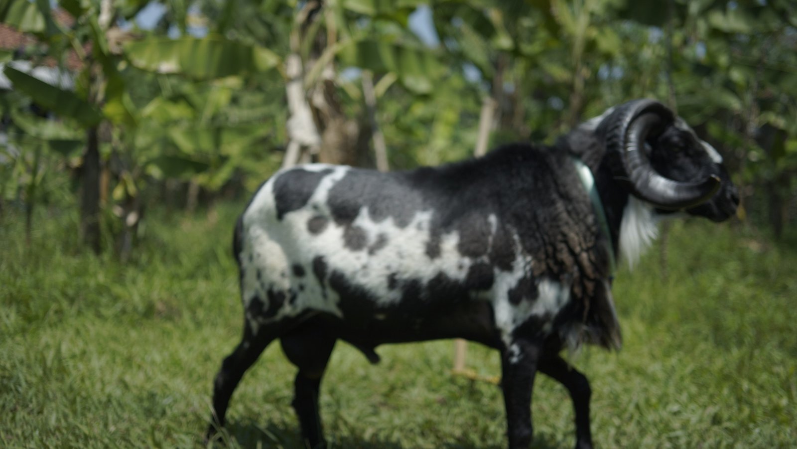 Aqiqah Bandung Baleendah Al Hilal Terdekat